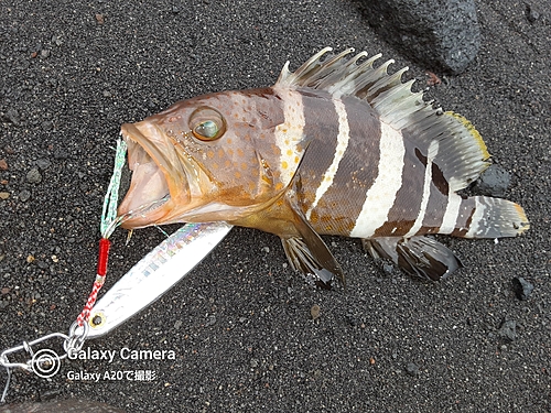 ハタの釣果