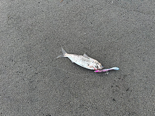 コノシロの釣果