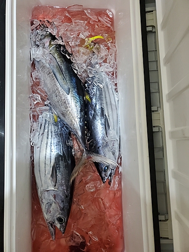 カツオの釣果