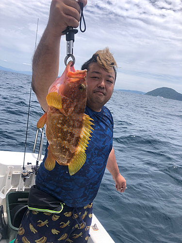 アコウの釣果