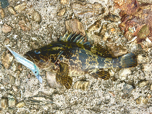 タケノコメバルの釣果