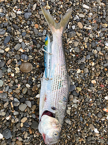 コノシロの釣果