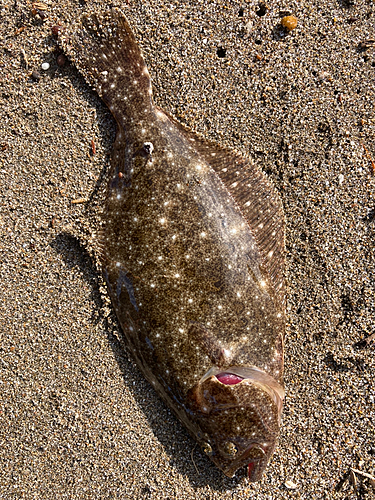 ソゲの釣果