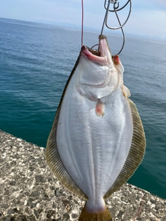 ヒラメの釣果