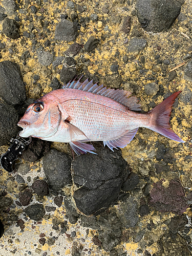 マダイの釣果