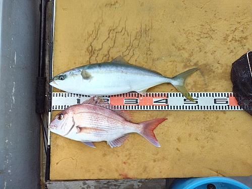 マダイの釣果