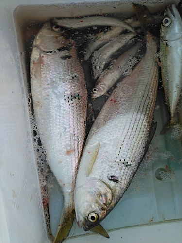 コノシロの釣果