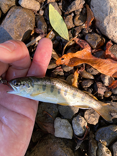 ヤマメの釣果