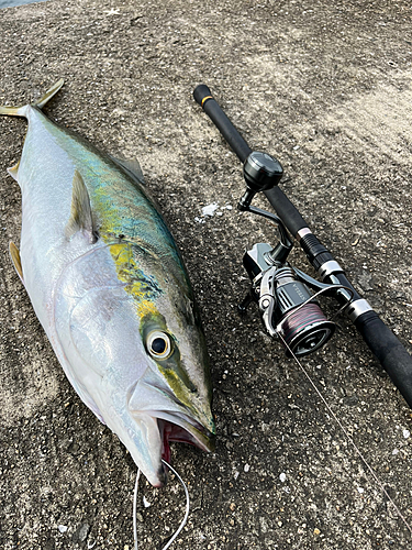 メジロの釣果