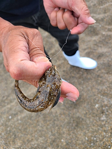 メゴチの釣果