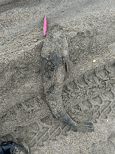 マゴチの釣果