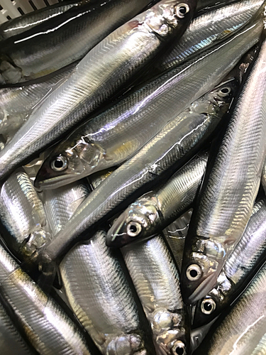 コアユの釣果