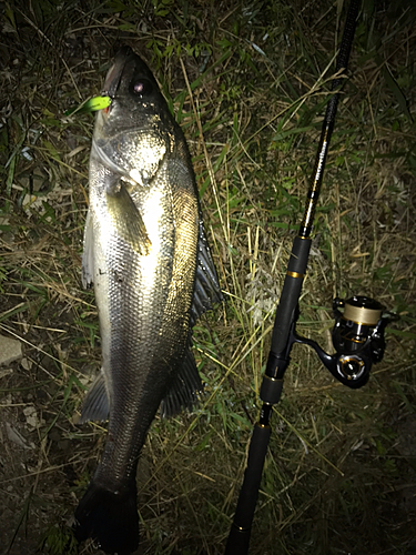 シーバスの釣果