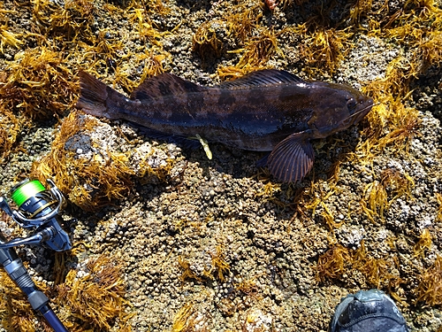 アイナメの釣果