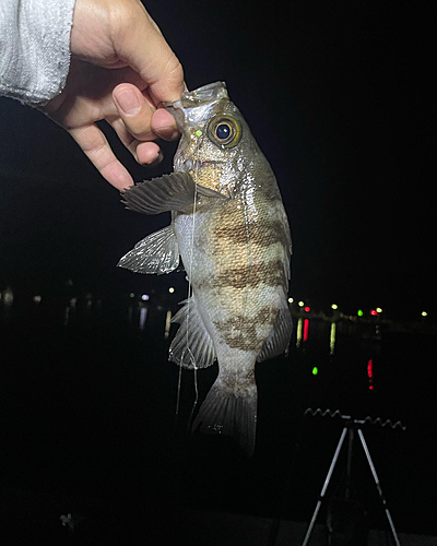 メバルの釣果