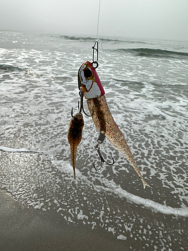 シタビラメの釣果