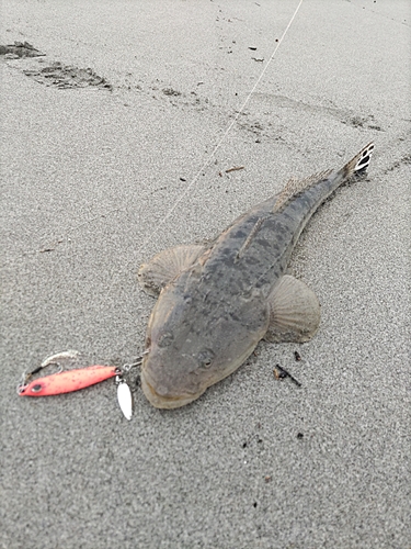 マゴチの釣果