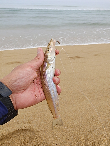 キスの釣果