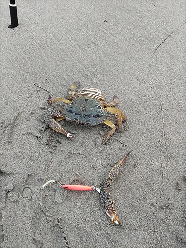 カニの釣果