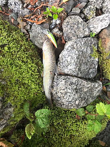 イワナの釣果