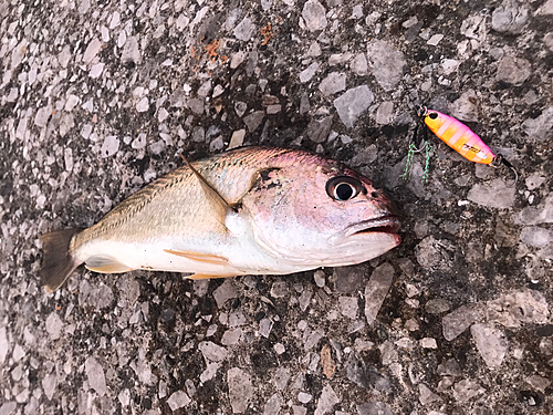 イシモチの釣果