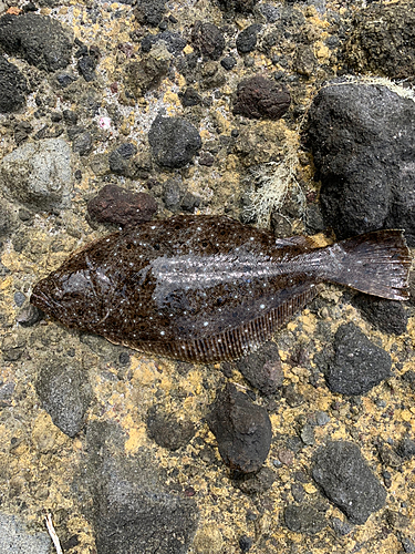 ソゲの釣果