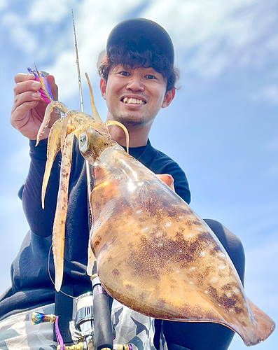 アオリイカの釣果