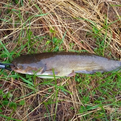 マナマズの釣果