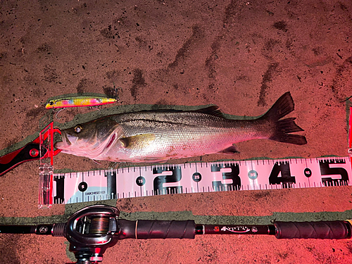 シーバスの釣果