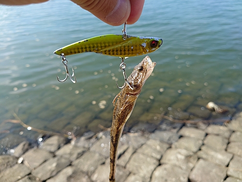 エイの釣果