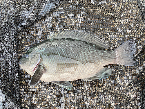 メジナの釣果