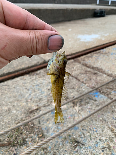 ハゼの釣果