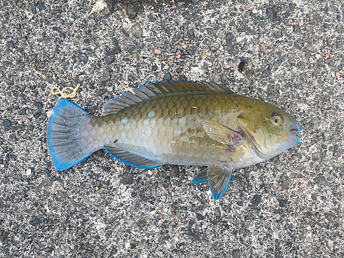 アオブダイの釣果