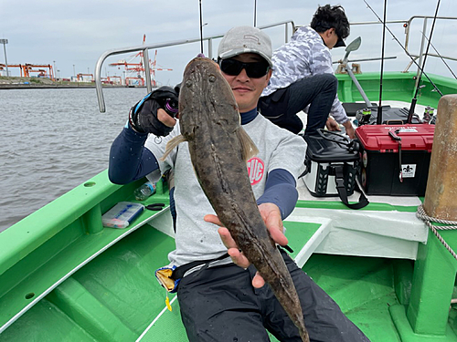 マゴチの釣果