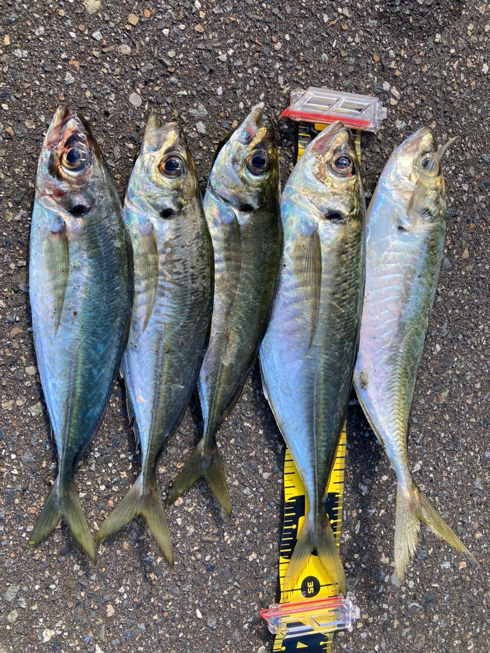 アジノタタキスキー さんの 2023年06月25日のアジの釣り・釣果情報(新潟県 - 寺泊サーフ) - アングラーズ | 釣果500万件の ...