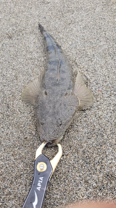 コチの釣果