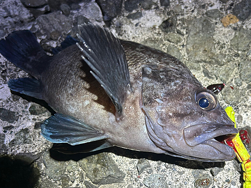 クロソイの釣果