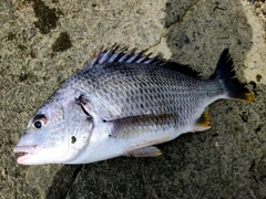 キビレの釣果