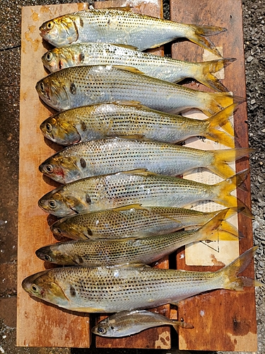 コノシロの釣果