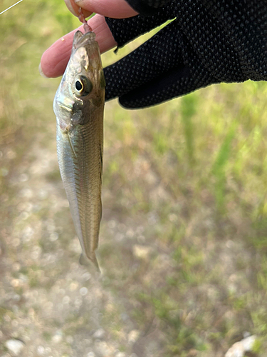 キスの釣果