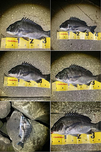 クロダイの釣果