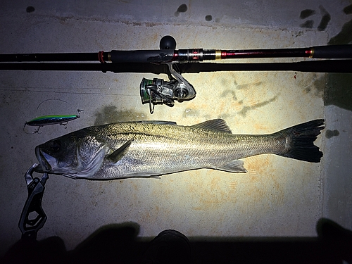 シーバスの釣果