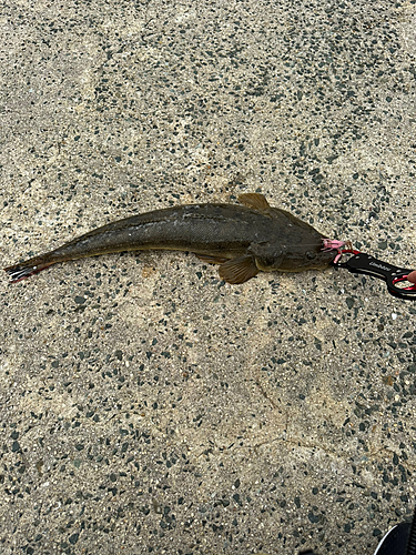 マゴチの釣果