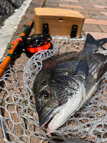 チヌの釣果