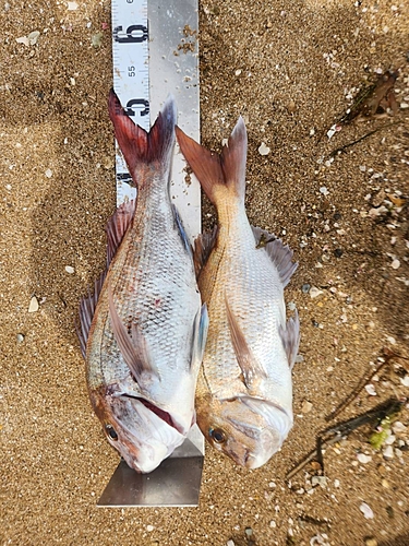 マダイの釣果