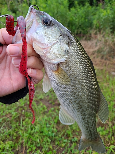 ラージマウスバスの釣果