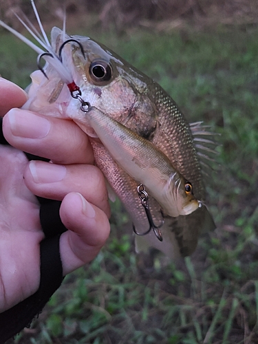 ラージマウスバスの釣果