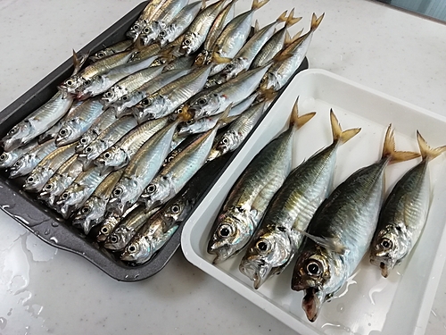 アジの釣果