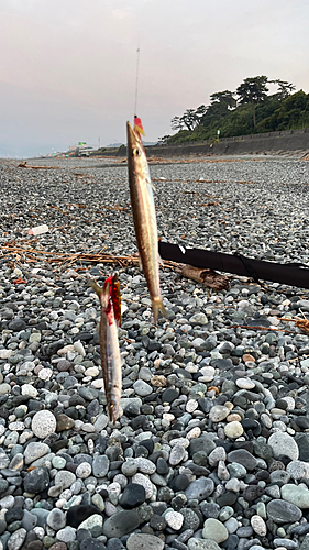 カマスの釣果