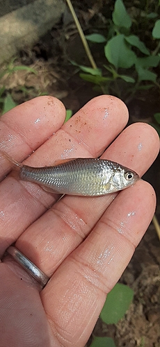 タナゴの釣果